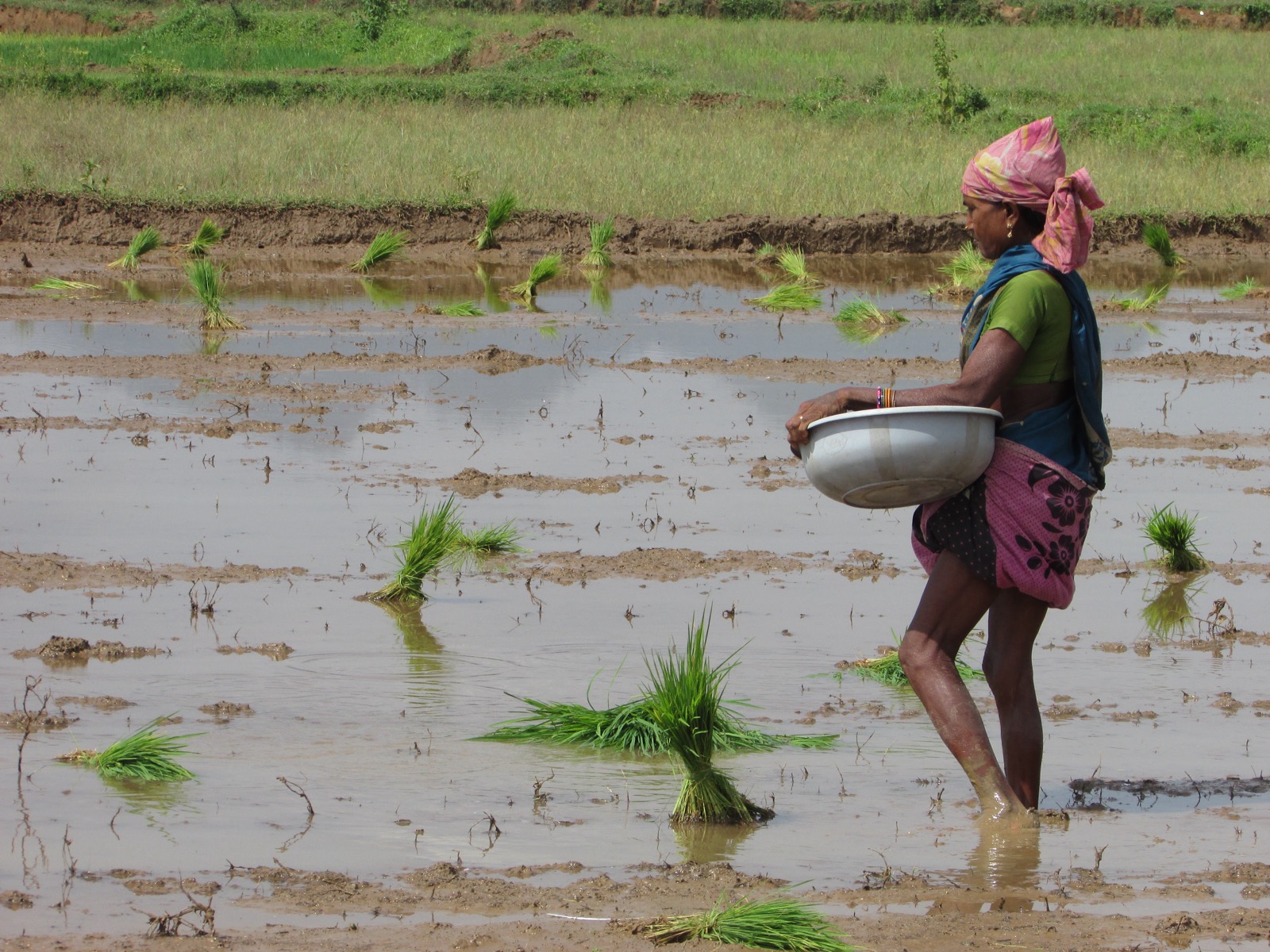 A woman planting rice seedlings in a paddy field in Jharkhand, carrying a white basin